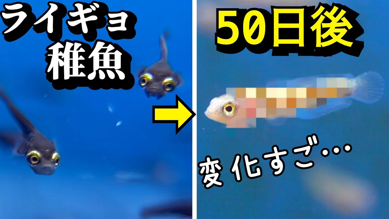 ライギョの赤ちゃん育てて50日後の姿が…？！