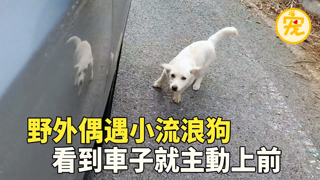 荒郊野嶺偶遇小流浪狗，看見車子就湊上前，有人想帶它走狗狗卻不願離開