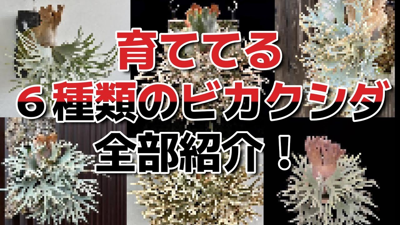育ててる6種類のビカクシダ！価格公開！品種紹介！スーパードワーフ ジェイドガールも！ビザールプランツ