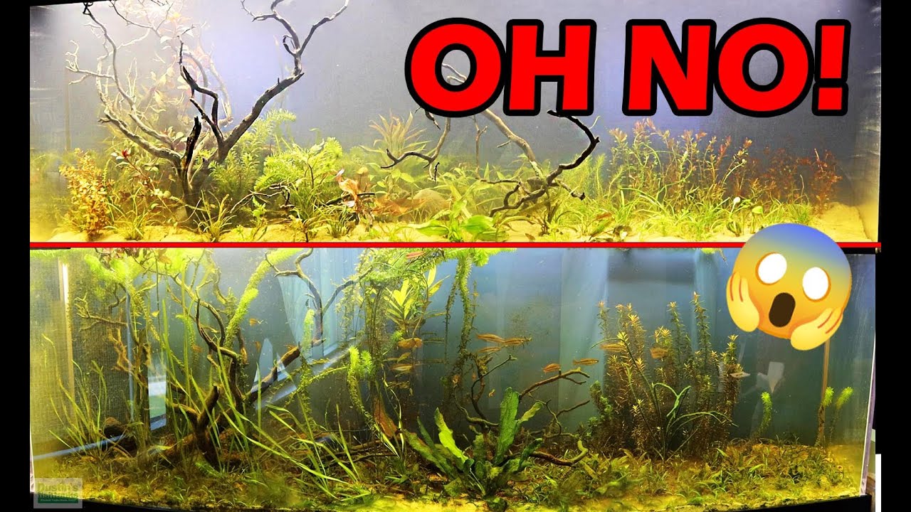 Dirted Aquarium Maintenance: Major Algae Issue FIXED!