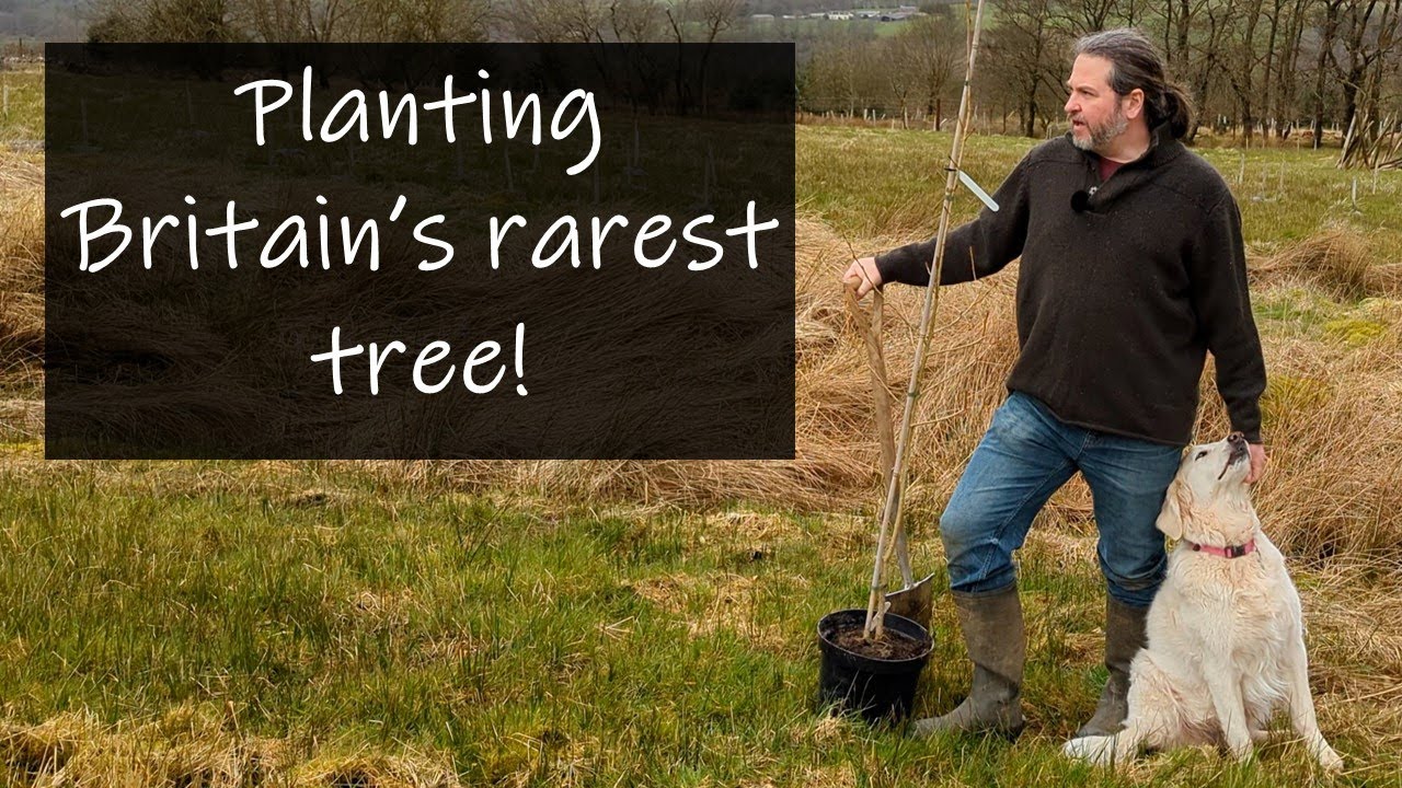 Planting Britain's rarest native tree on our homestead!