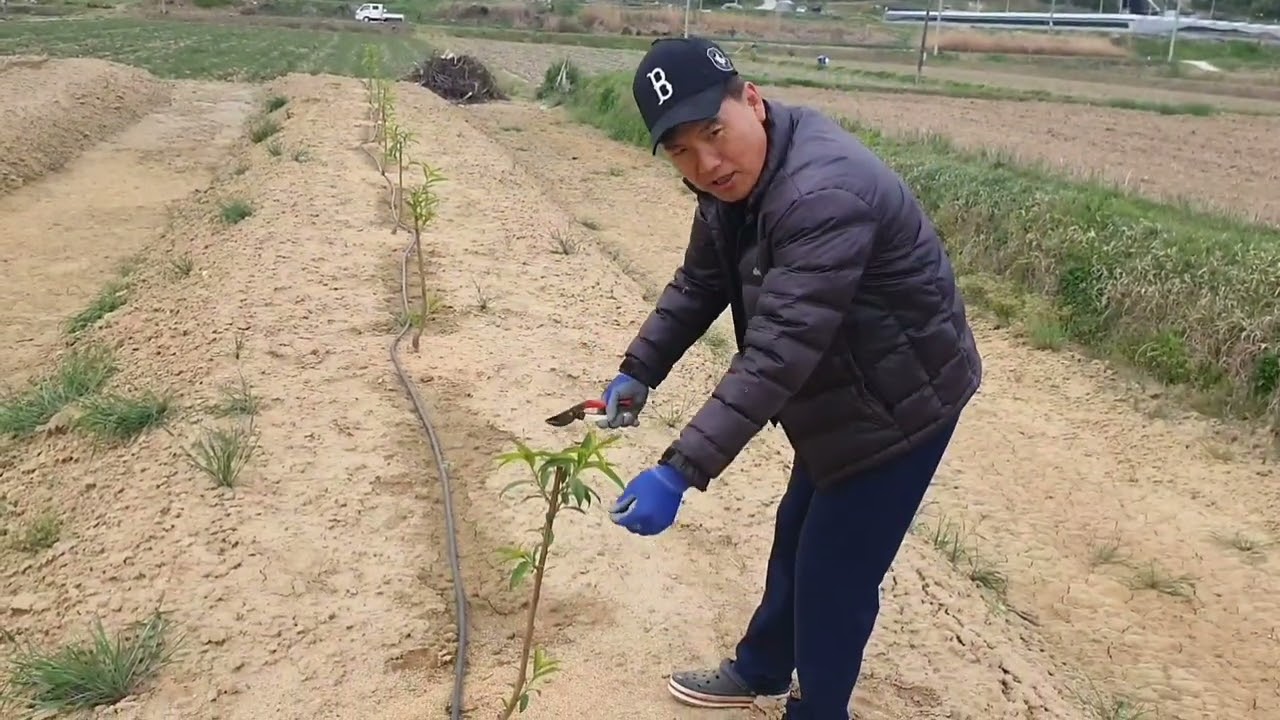 복숭아 과원 수형은 2본 지주로~처음부터 필요없는 새순은 정리해 줍니다