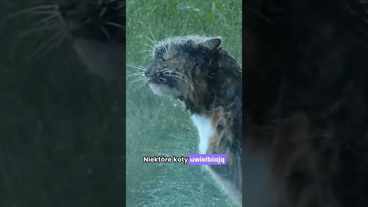 Fakty i Mity o kotach kt&oacute;rę musisz znać!!🐈 #shorts