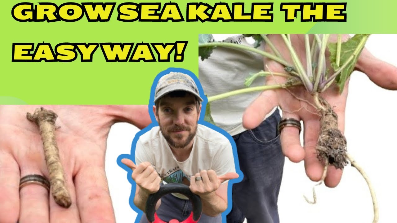 Grow More Sea Kale Than You Ever Thought Possible!