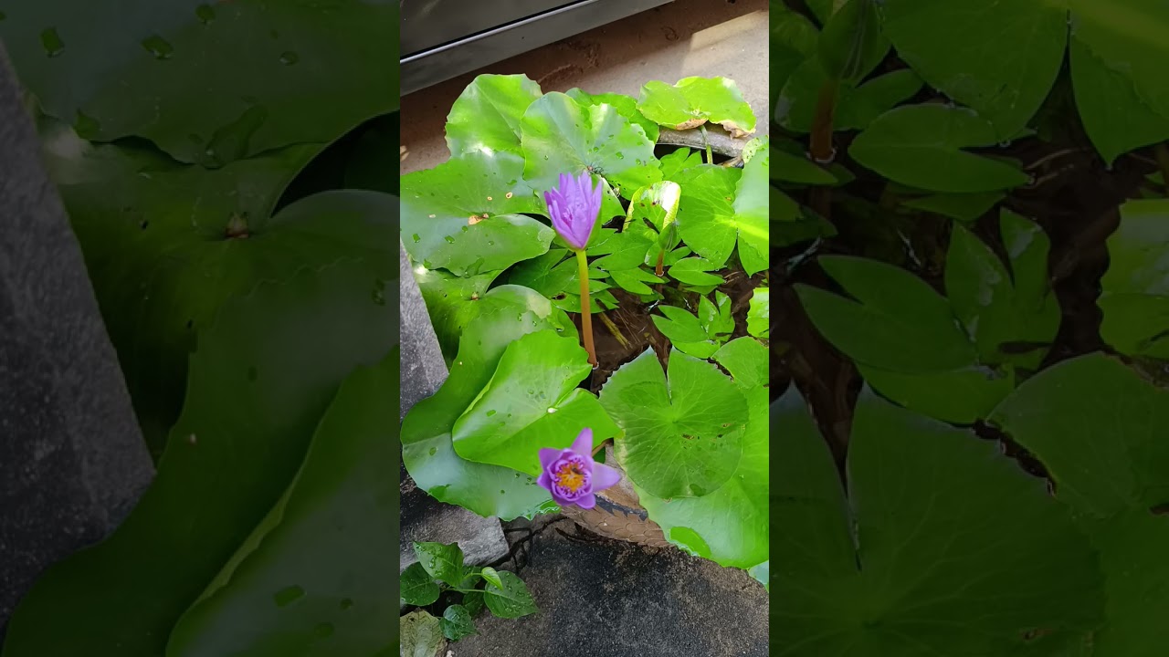 7 มกราคม ค.ศ. 2026