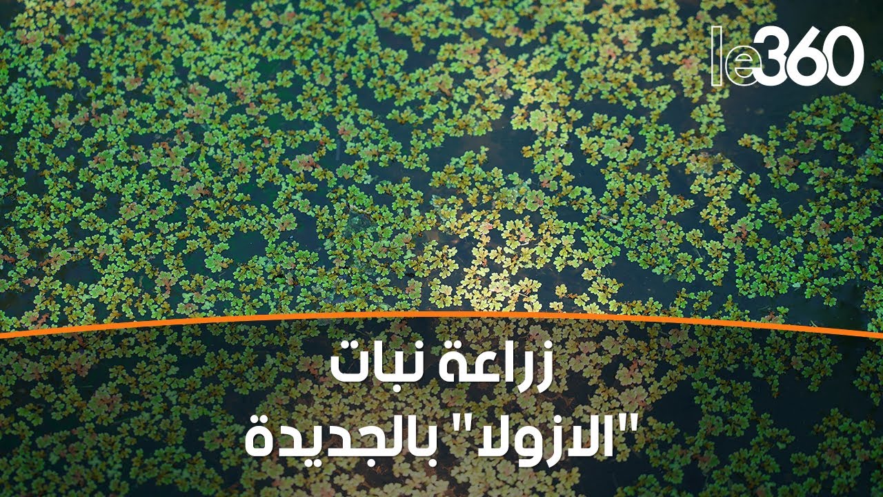 كيفية زراعة نبات 