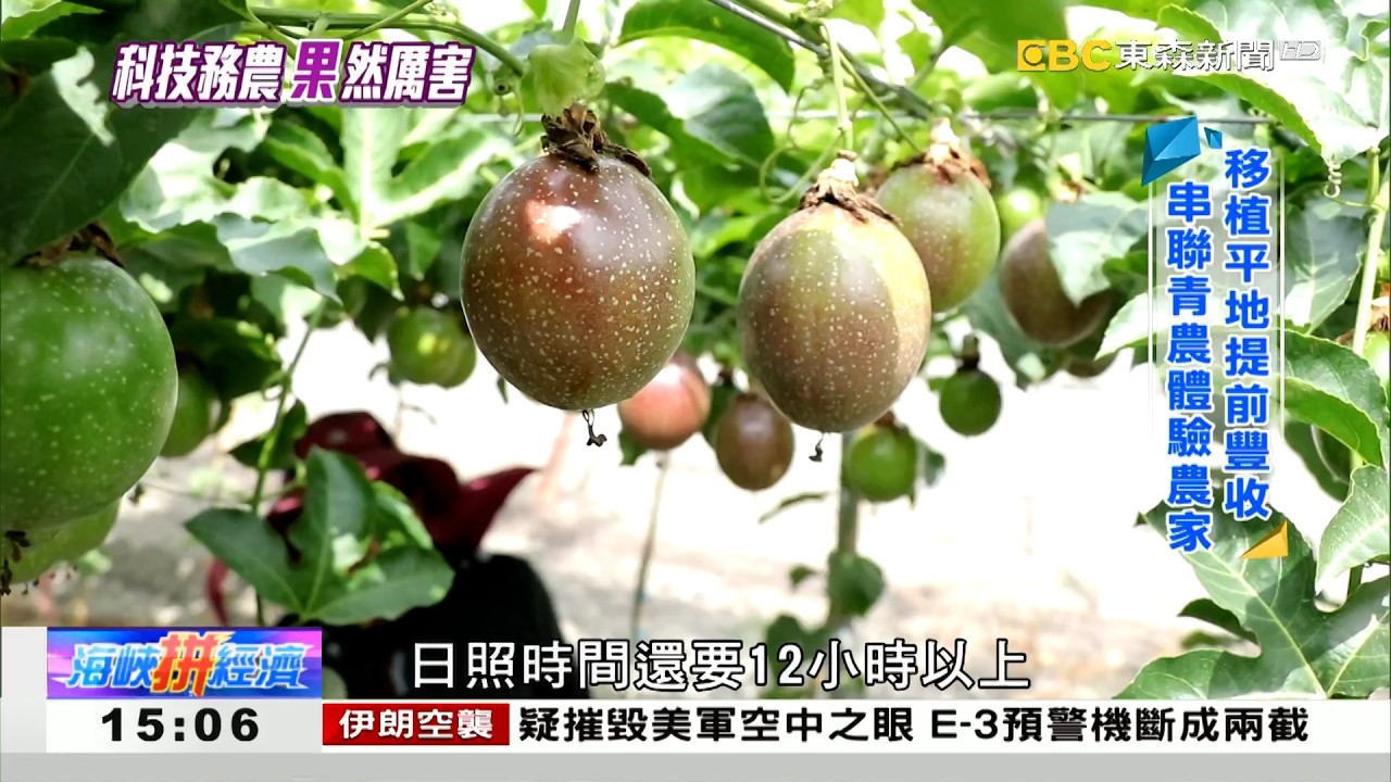 工程師務農調節產季 平地百香果提早豐收 《海峽拼經濟》