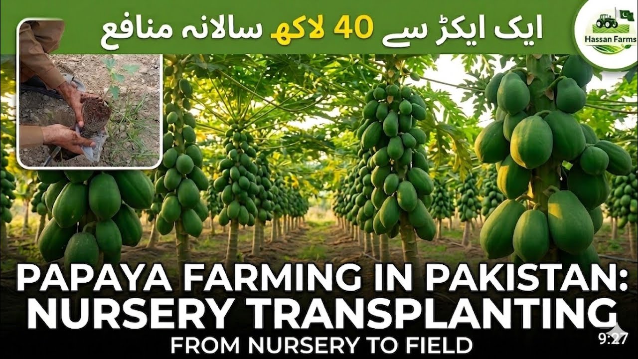 Papaya Farming In Pakistan Part-3 Nursery Transplanting #farming