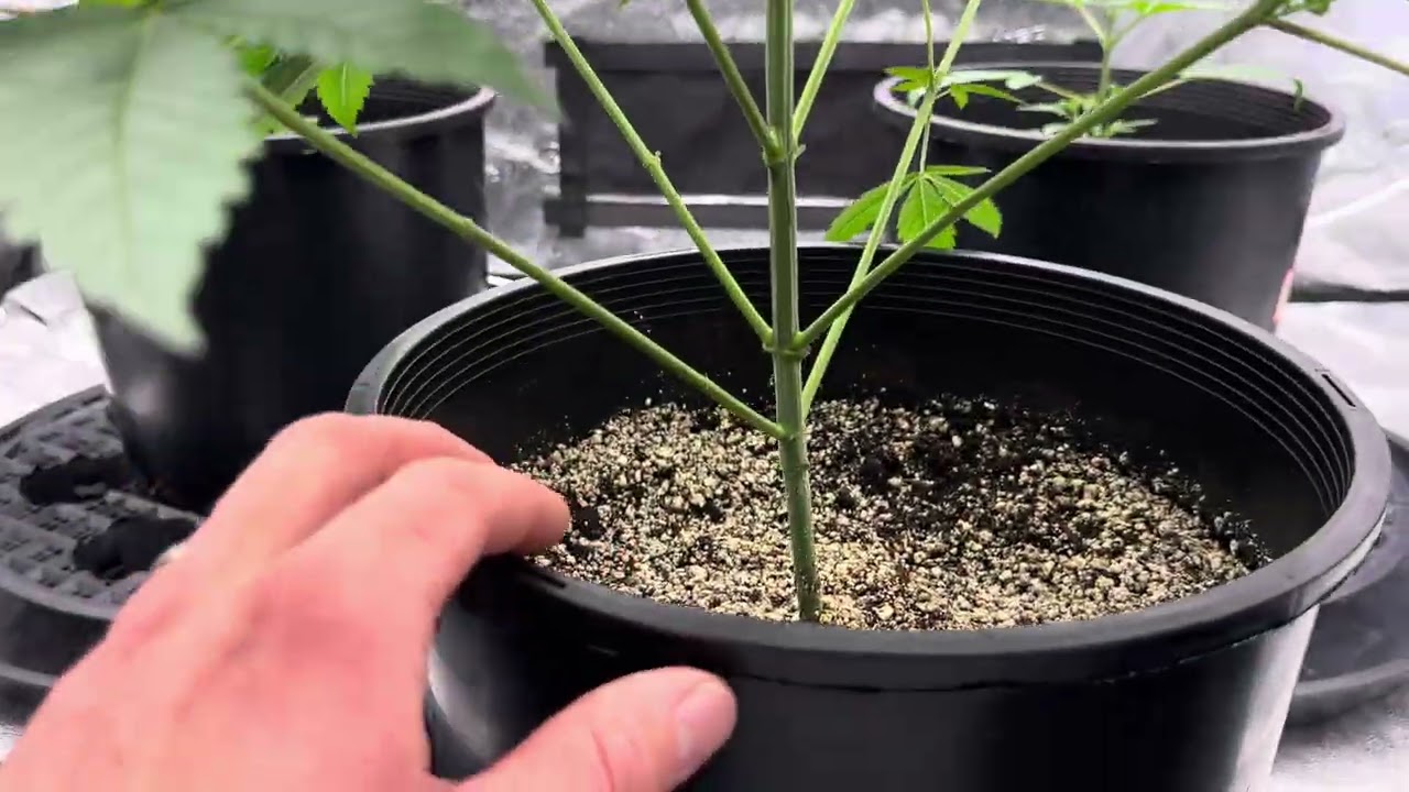 Check out this node mutation on this purple queen cannabis! Super excited! 