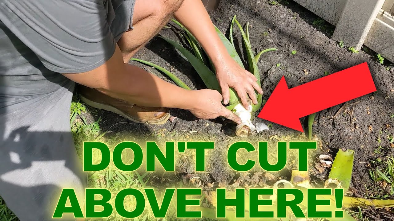 Как обрезать алоэ вера | Stockton Aloe #1