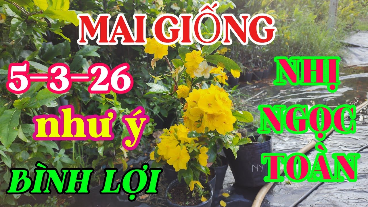 5-3-26 combo cây giống ,như ý, bình lợi, nhị ngọc toàn 0941488772