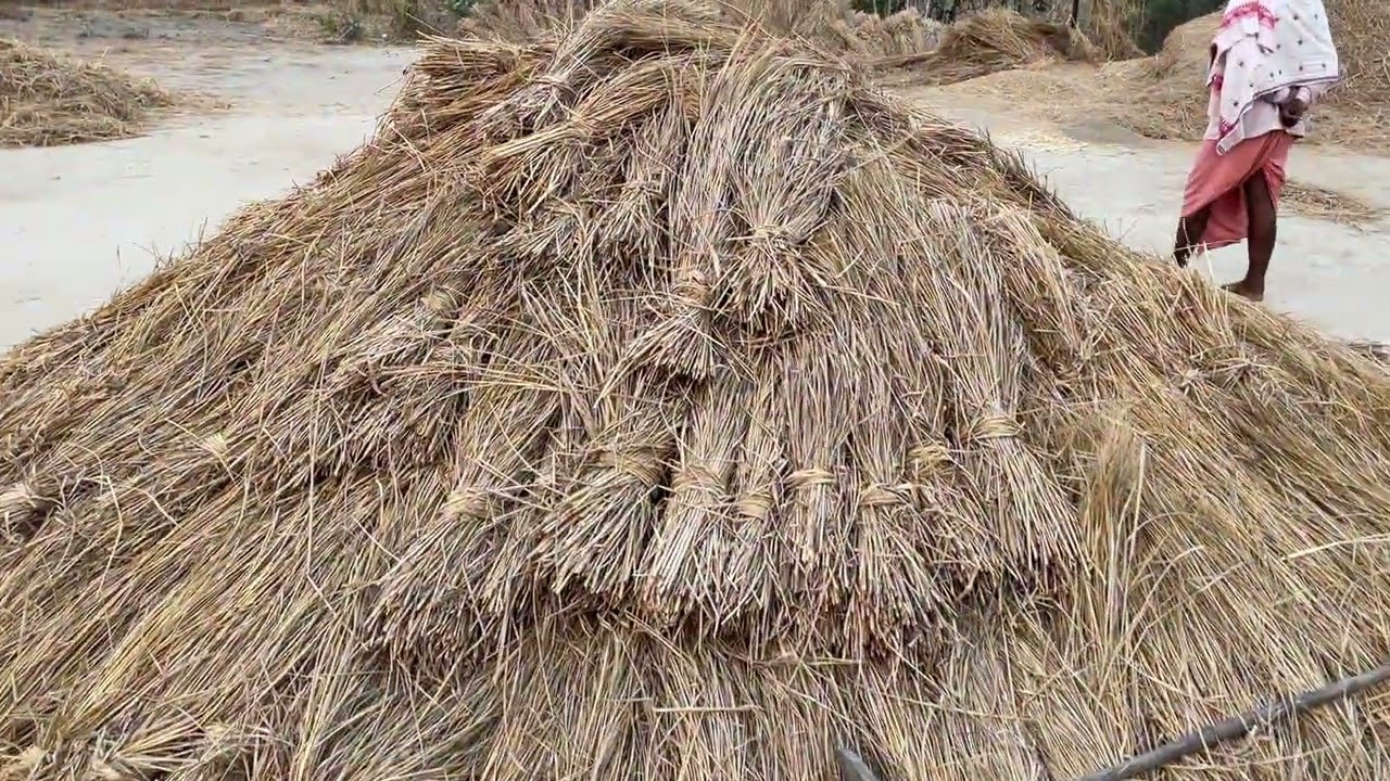 A visit to Dayalu Baba's Ashram to check on the rice harvest. (December 29th, 2025)