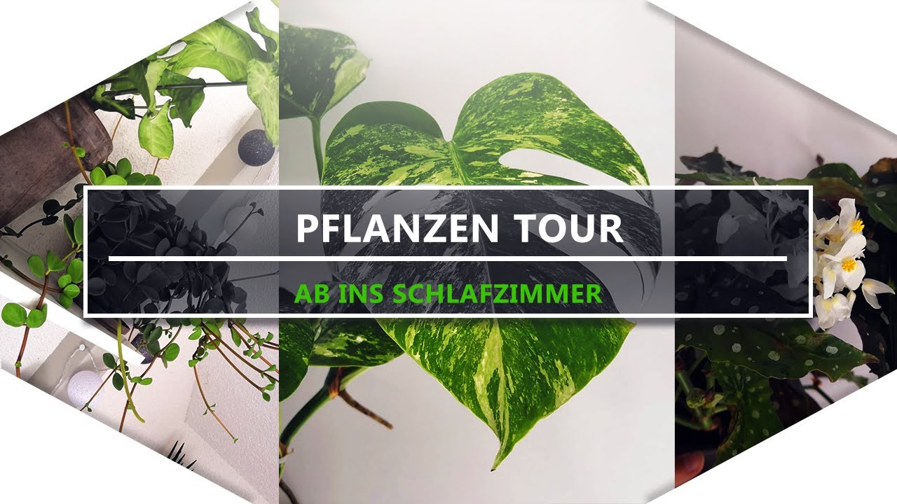 Was bei mir im SCHLAFZIMMER passiert🔥 | Zimmerpflanzen-Tour & Update🌿