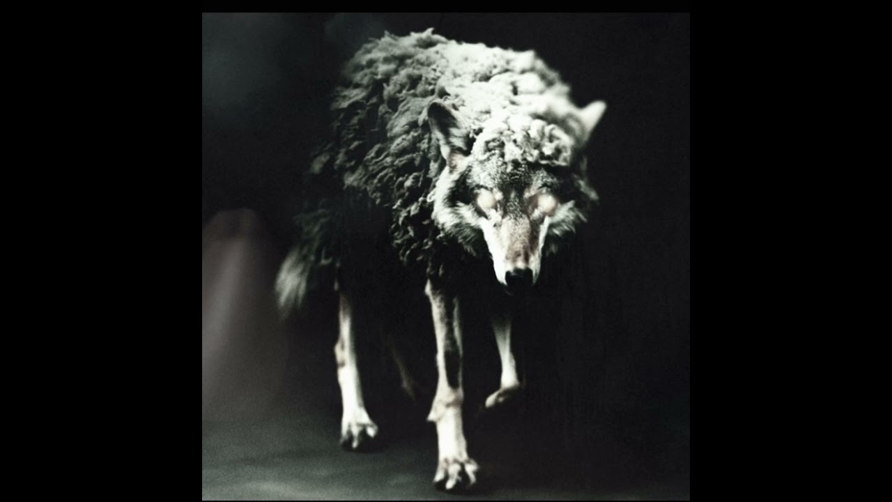 Wolf In Sheep’s Clothing [REBORN] // Set It Off (slowed)
