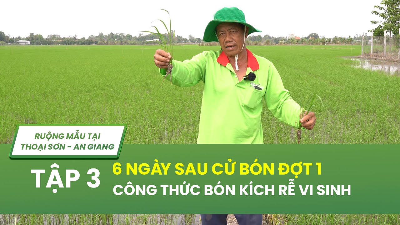 KẾT QUẢ BÓN PHÂN VỤ ĐÔNG XUÂN ĐỢT 1 - 2026, KÍCH RỄ CỰC MẠNH, SIÊU ĐẺ NHÁNH 2026 | TẬP 3