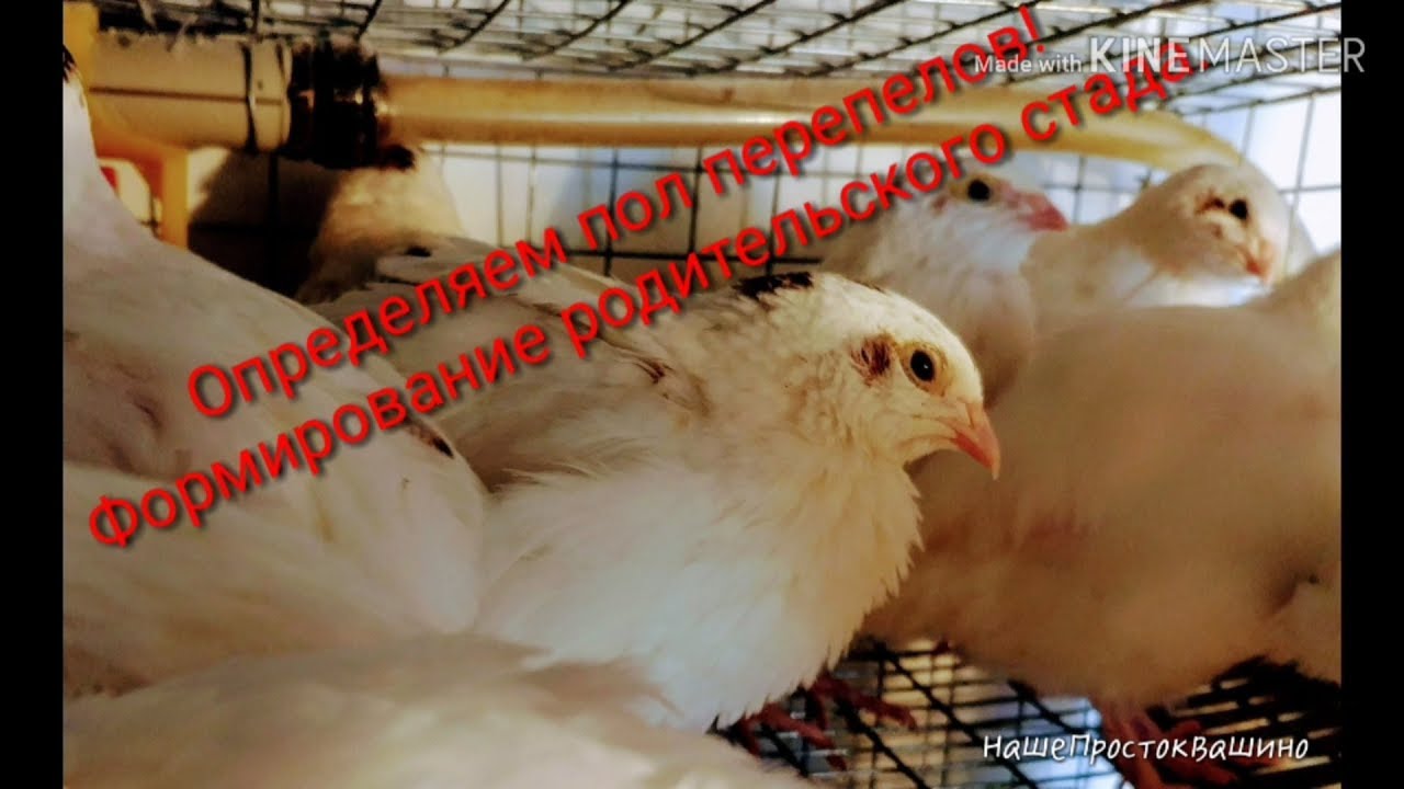 Перепел 47 дней. Как определить пол перепела техасца. Формирование родительского стада.