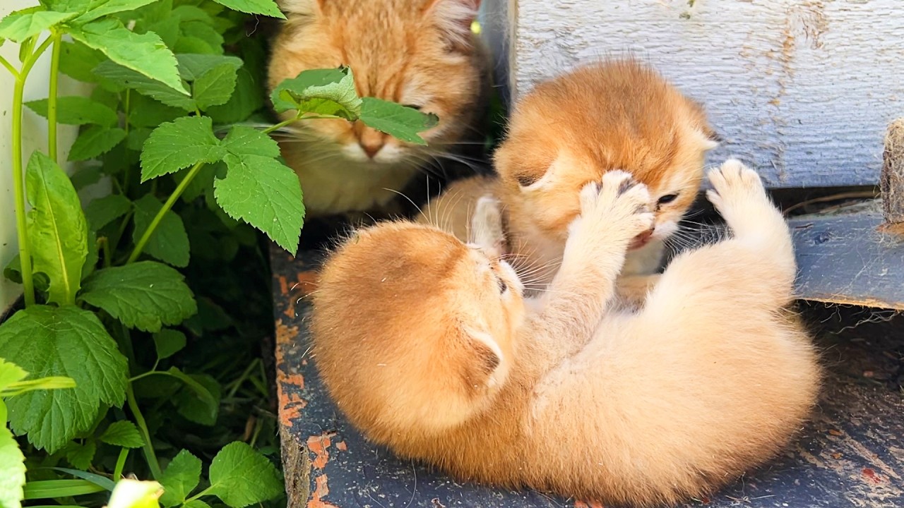Первая драка малышей котят на первой прогулке с мамой кошкой.