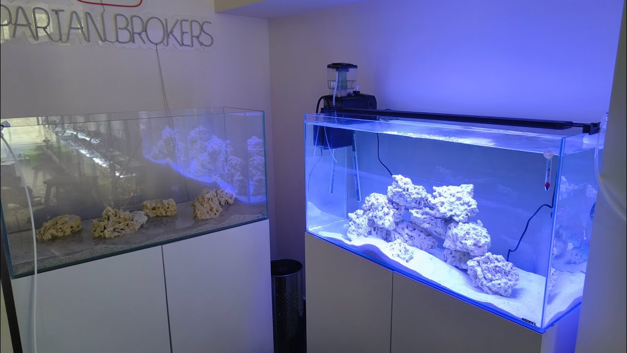 Acuario Marino de euphyllias . Comenzamos nuevo proyecto .