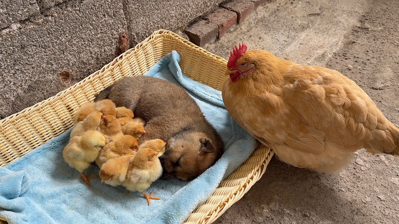 Mother hen: This puppy has taken over the custody of the chicks!What will the mother hen do?So funny