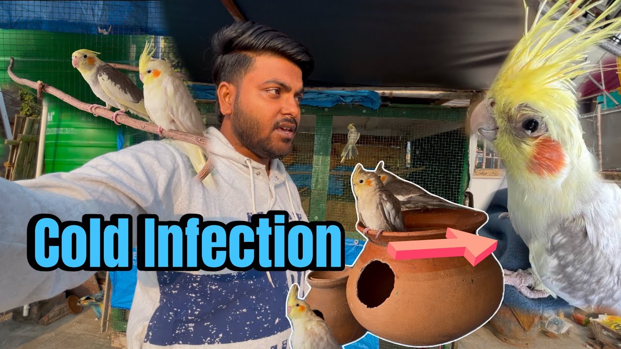 How to treatment a bird with a cold infection | cockatiel & love birds cold infection symptom |