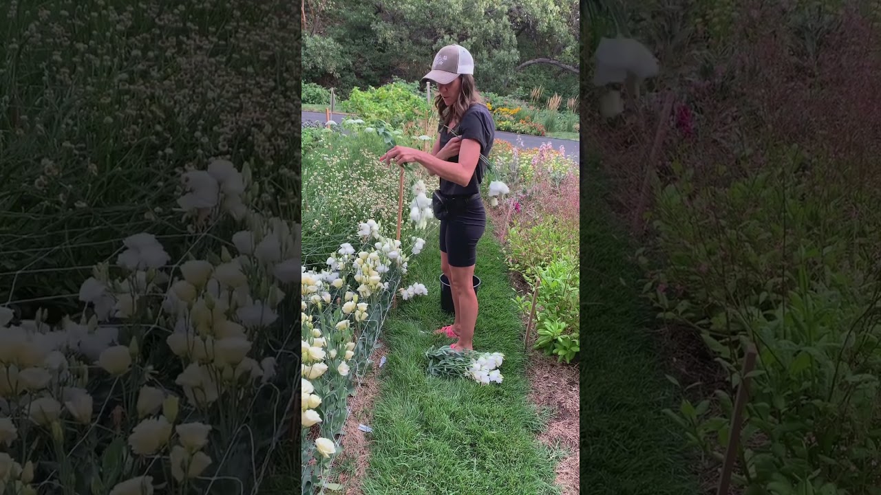 Cut, clean, wrap, repeat. #garden #cutflowers #flowerfarming #lisianthus #cutflower