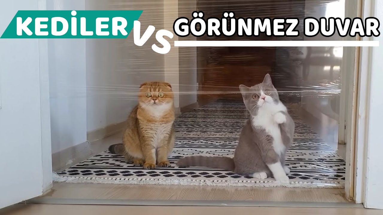 KEDİLERİMİZ GÖRÜNMEZ DUVARA KARŞI (Mila İle Luna Çok Şaşırdı)