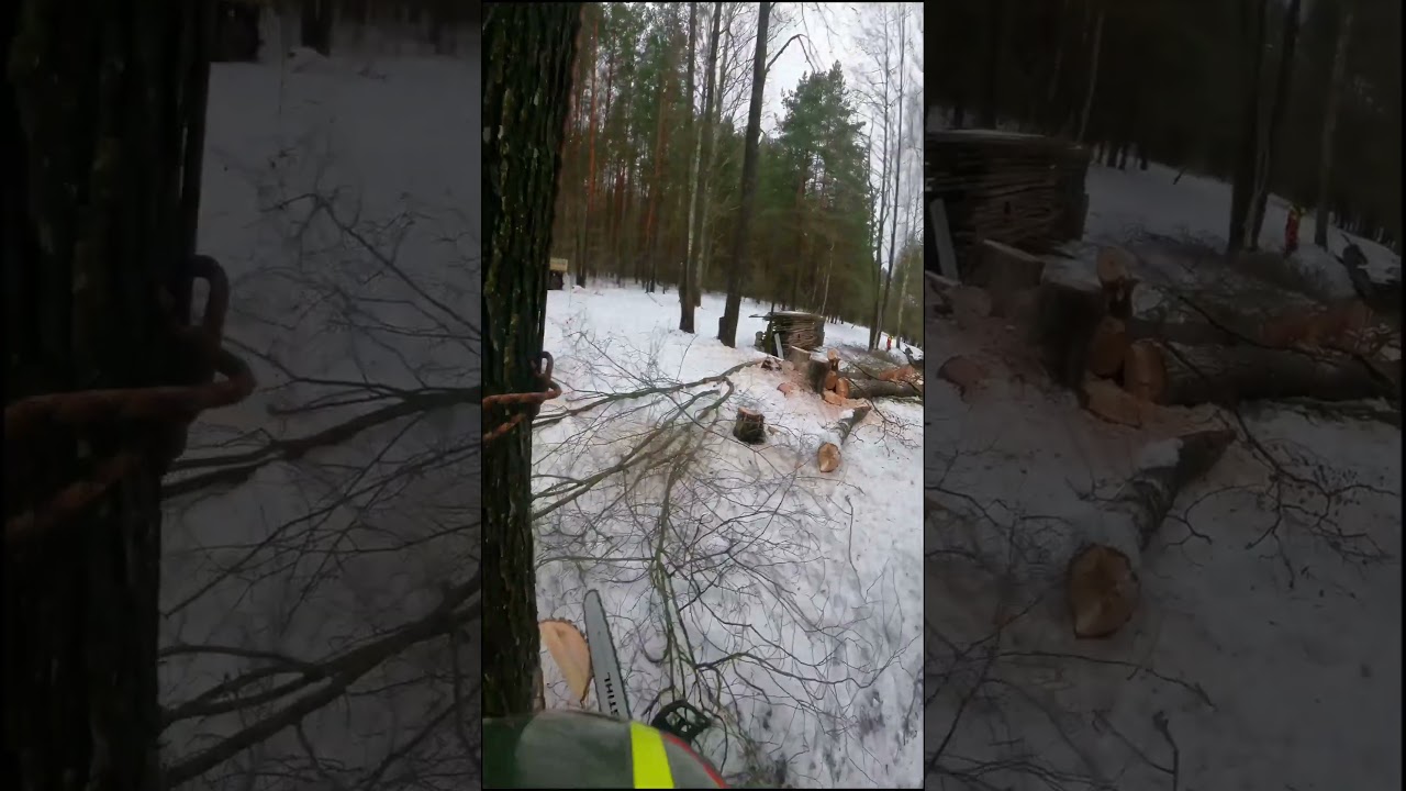 ‼️Как свалить дерево с оттяжкой #arboristika #arboristlife #chainsawman #stihl #вальщик #husqvarna