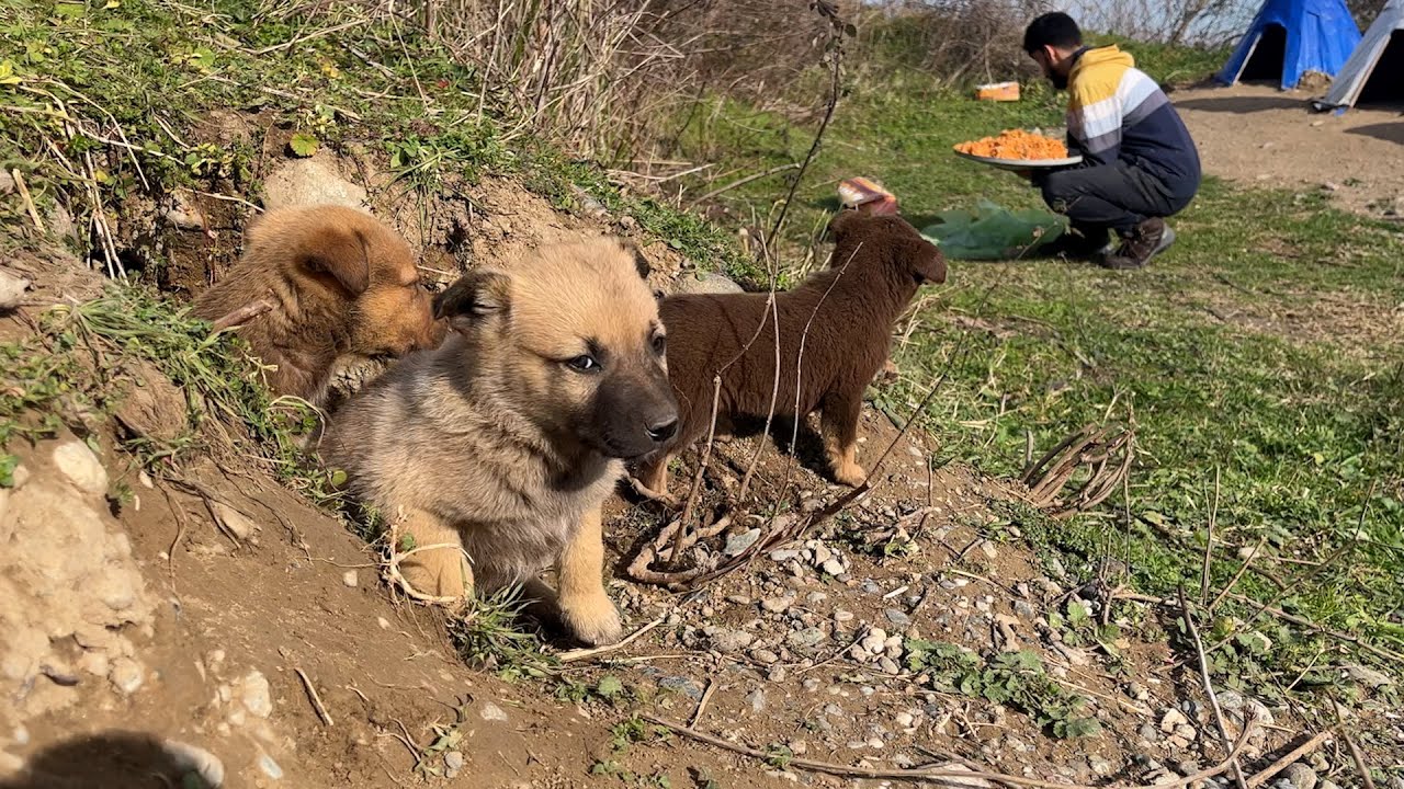 Güneşlenen Sevimli Yavru Köpekler Mama İçin Heyecanlanıyor