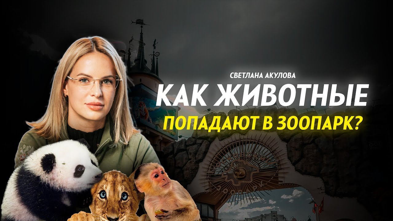 ДИРЕКТОР МОСКОВСКОГО ЗООПАРКА ОТВЕЧАЕТ НА ВОПРОСЫ | СКОЛЬКО ЖИВОТНЫХ В ЗООПАРКЕ?
