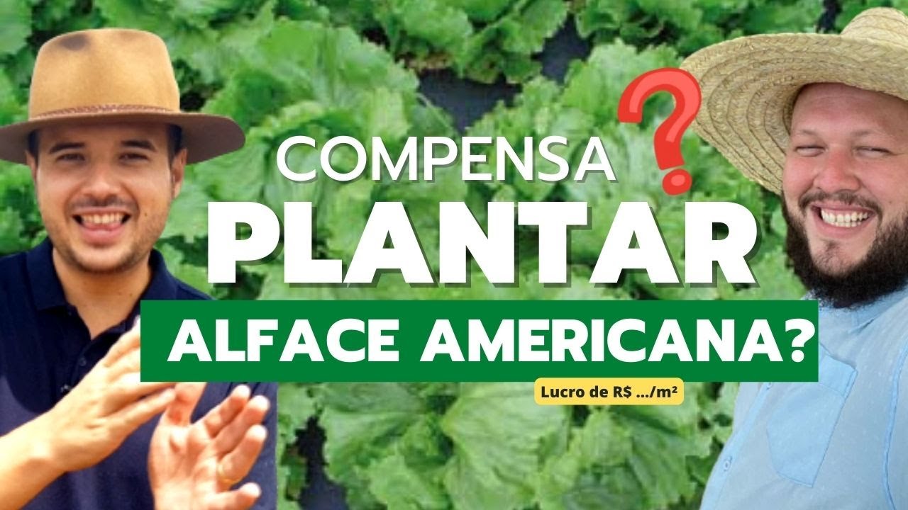 Como plantar alface americana? Compensa plantar alface americana? Com Pedro e Geraldo