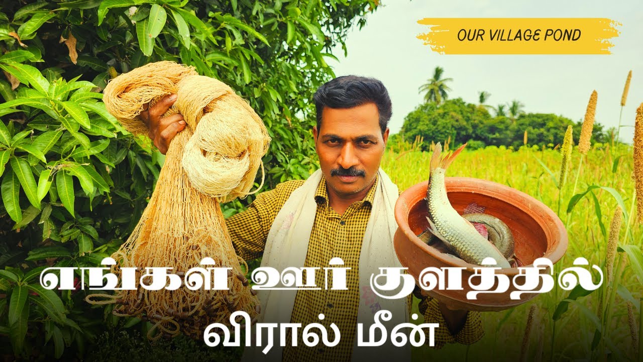 எங்கள் ஊர் குளத்தில் பிடித்த விரால் மீன் | Fish Gravy | Fish Catching  | Andrum Indrum