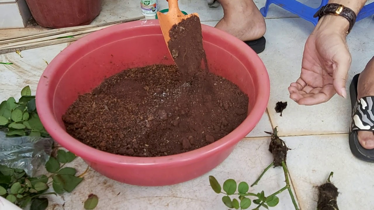 Cách  Trồng cành hoa hồng Chiết, tỷ lệ sống 100%. How do roses take root.