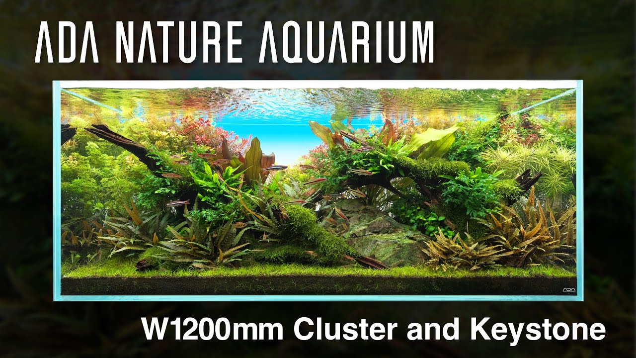 [ADAview] Cluster and Keystone ／ 群生と要石 - W1200mm Nature Aquarium Layout-【EN/JP Sub.】