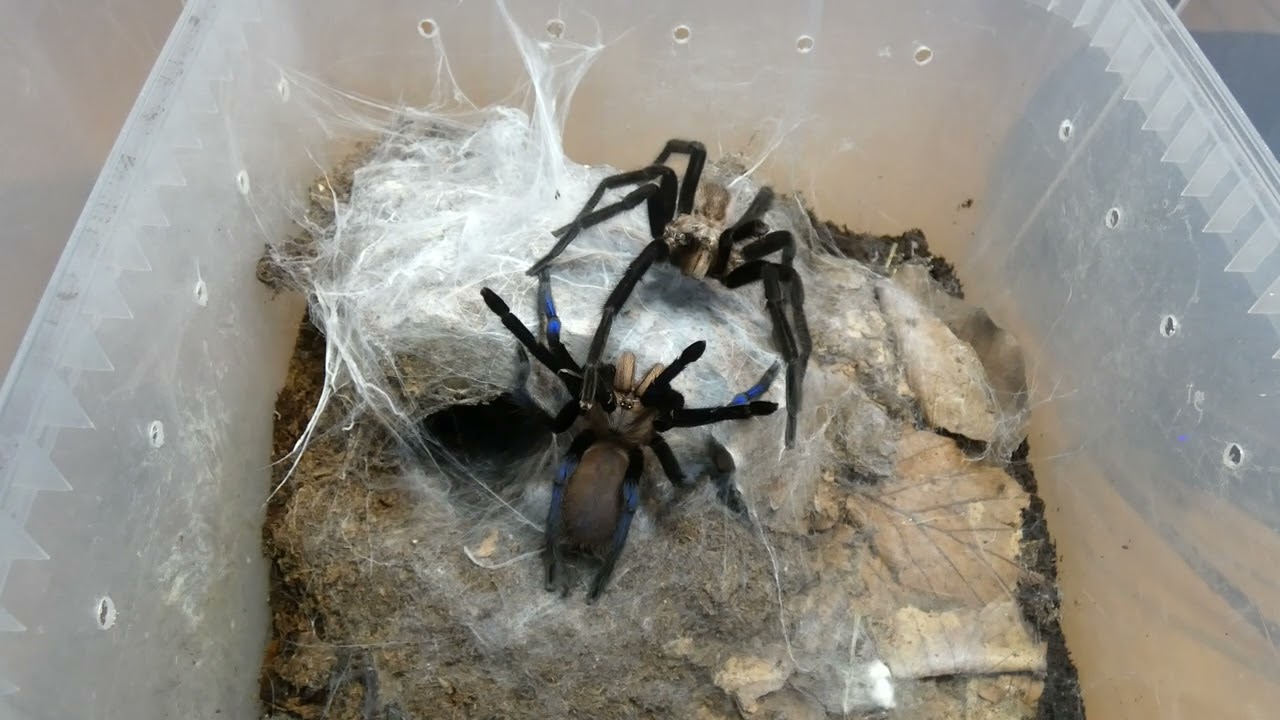 Birupes simoroxigorum mating (4th female)