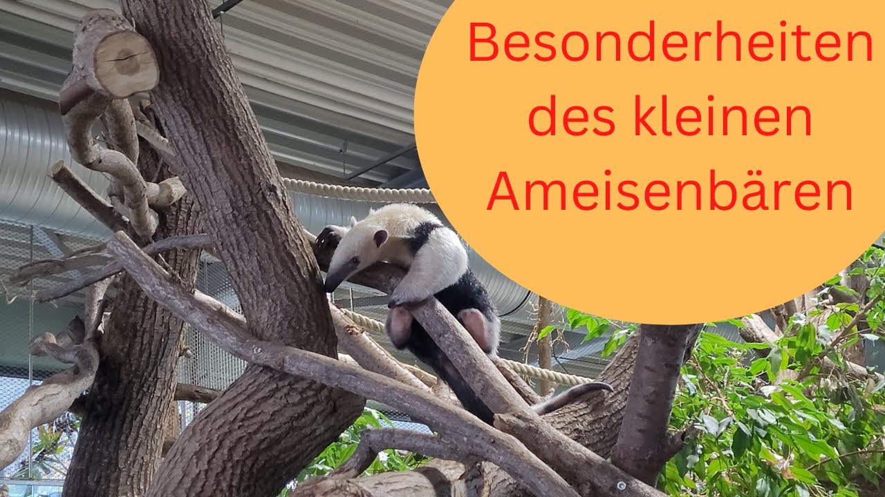 Der kleine Ameisenbär - Tamandua im Zoo Neuwied