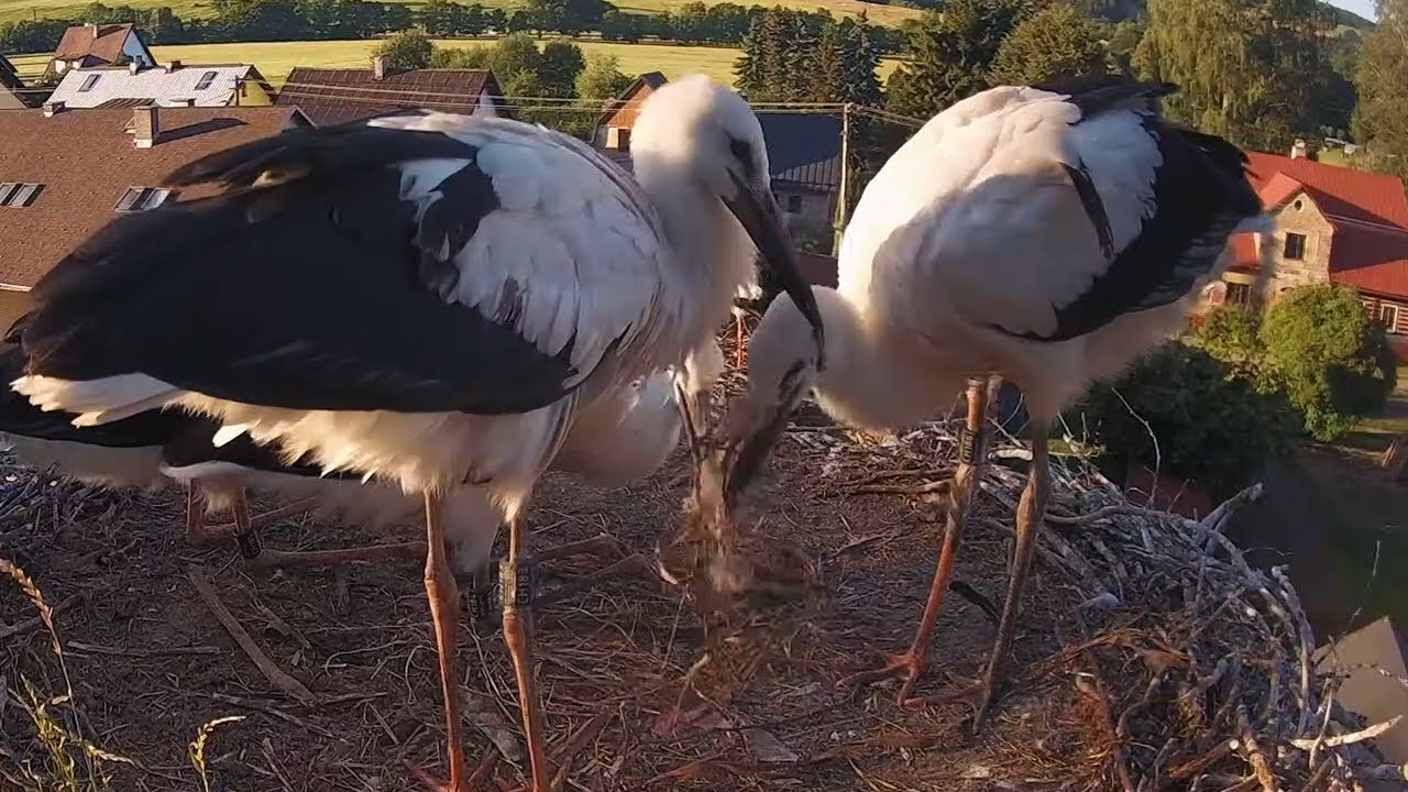 Čápi Mladé Buky | Skotačení při západu slunce | Frolicking at sunset