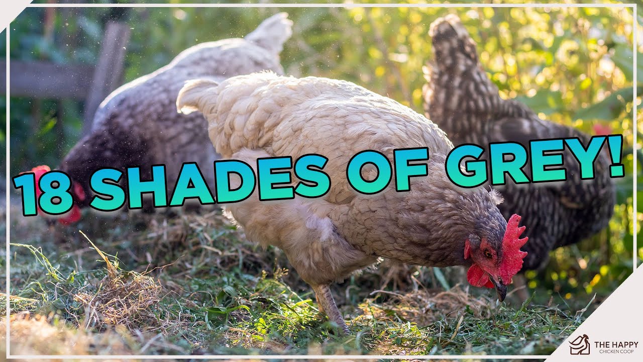 These Grey Chicken Breeds Are Great!