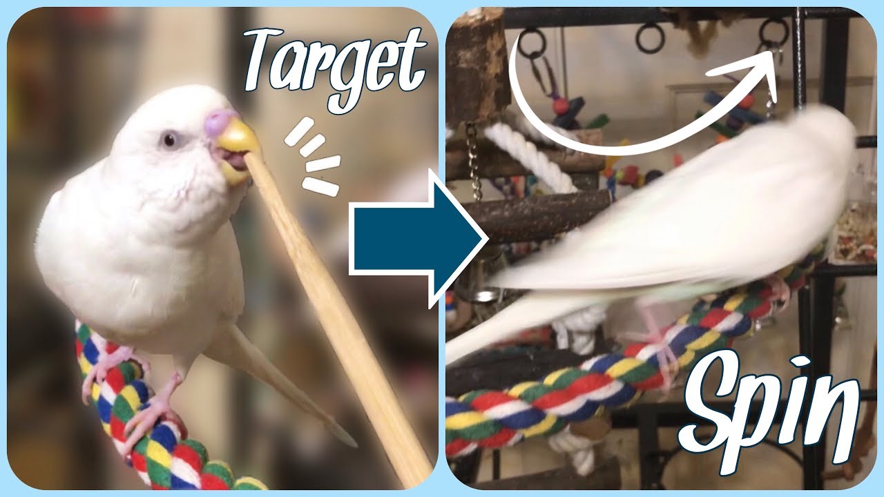 Bird Training Tutorial | Target Training & Spin Trick!
