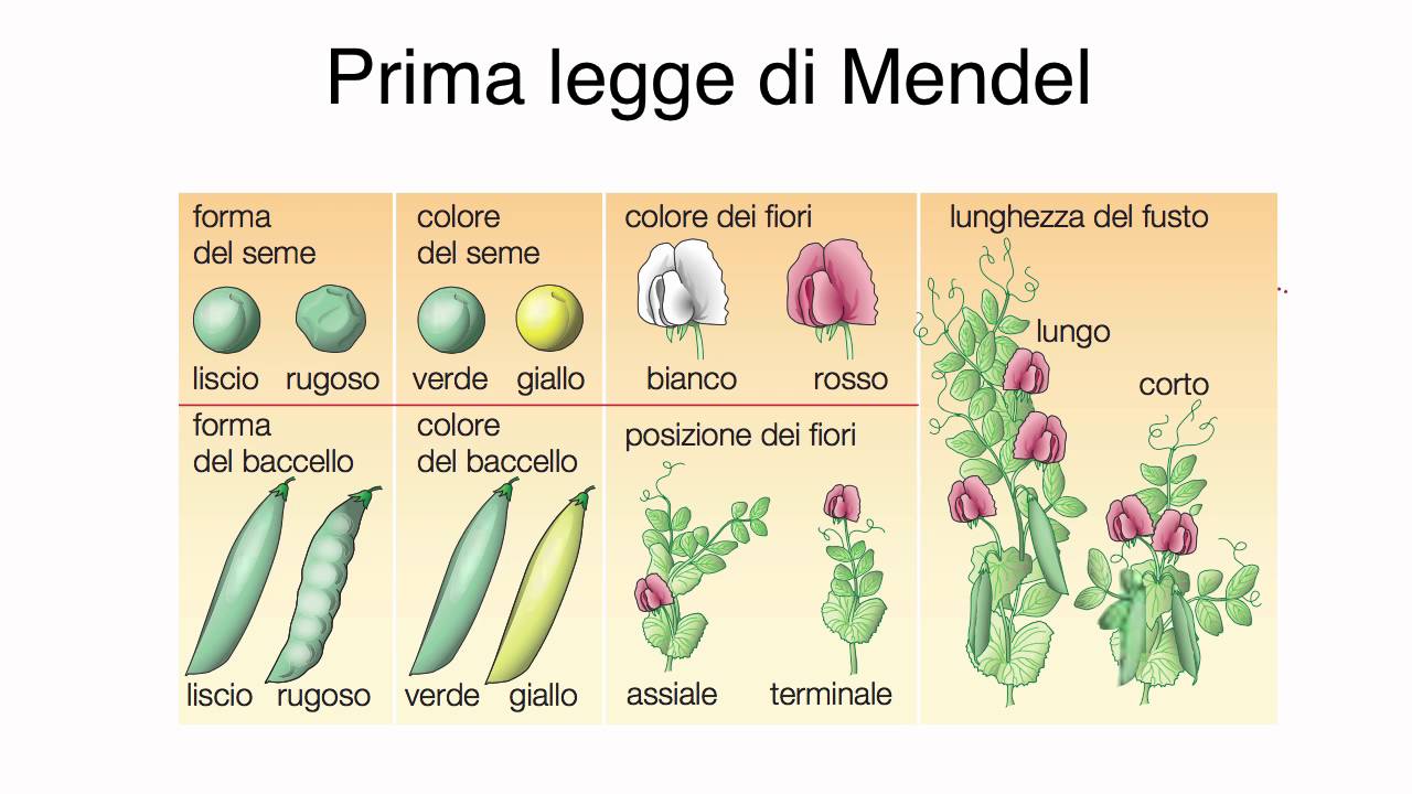 La prima legge di Mendel (byAP)