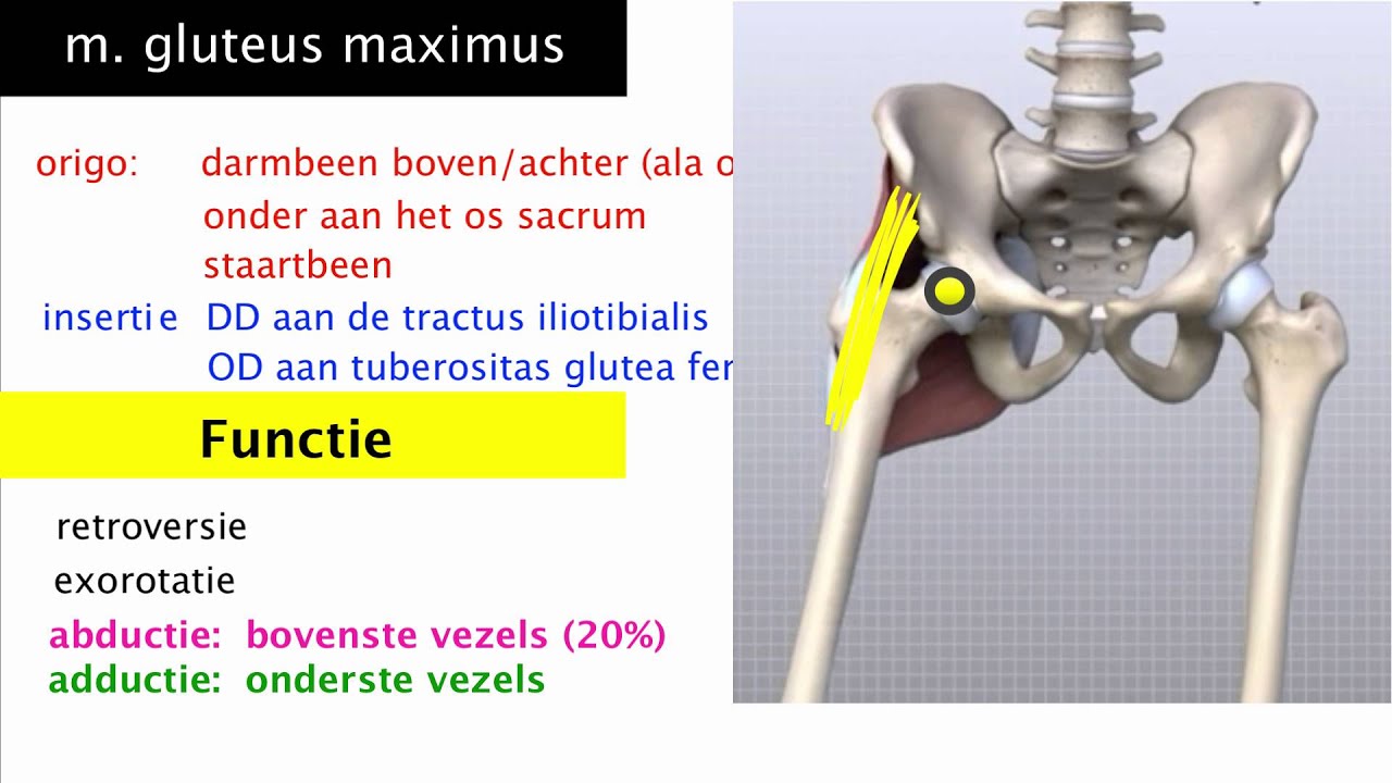 De heupspieren: iliopsoas-gluteusspieren-tensor fascia lata-quadratus lumborum