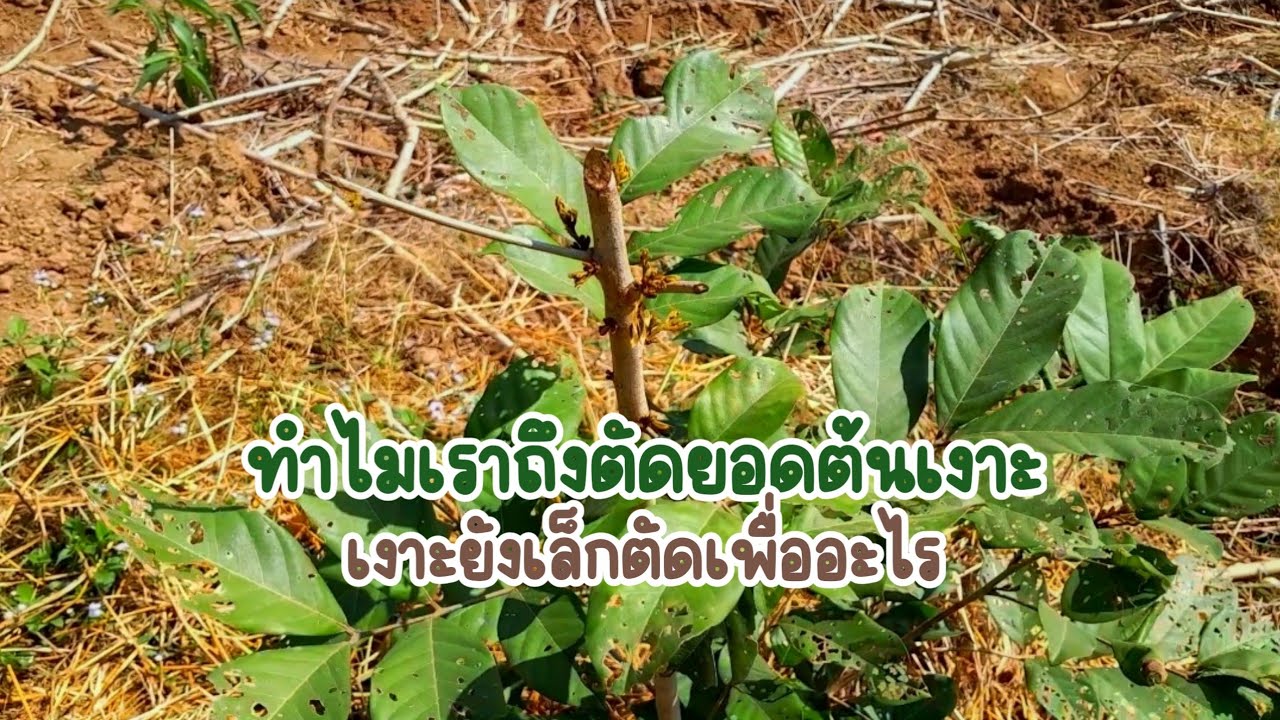 ทำไมเราถึงตัดยอดต้นเงาะต้นยังเล็กตัดเพื่ออะไร