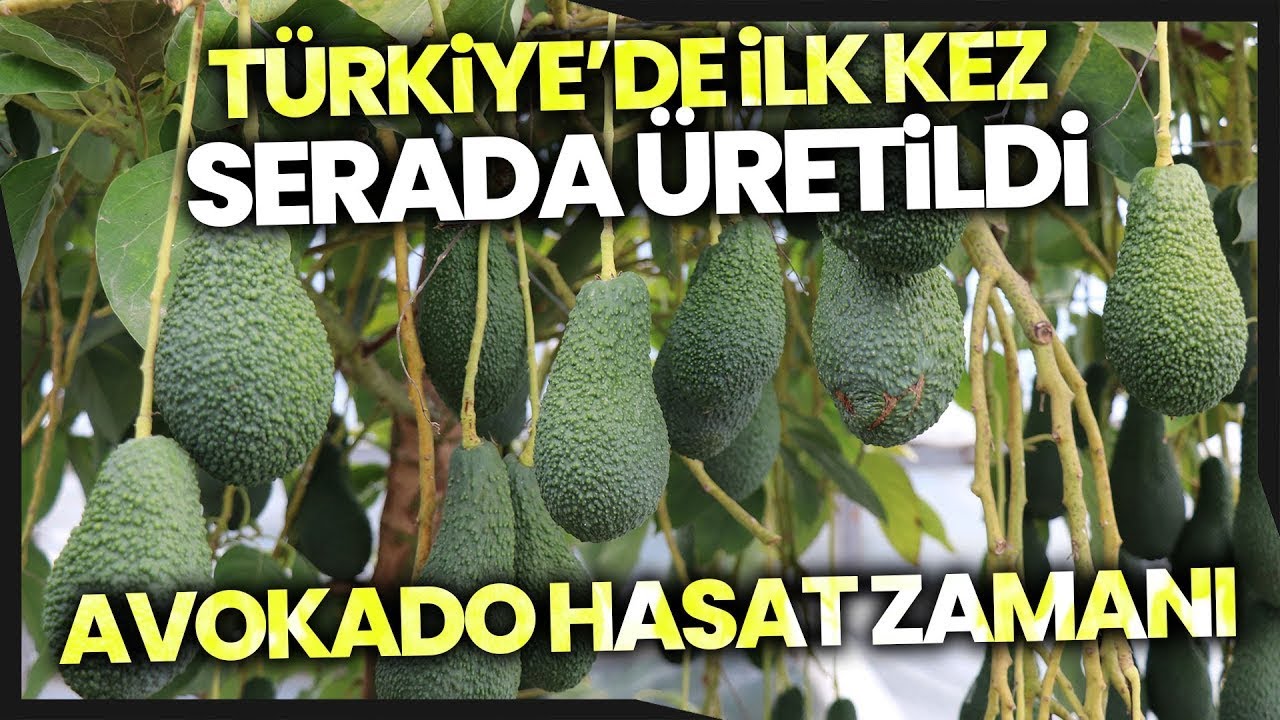 Türkiye’de İlk Kez Serada Üretilen Avokadonun Hasadı Yapıldı