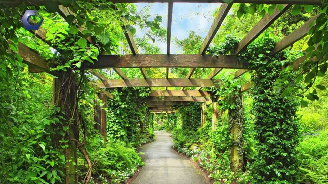 Cómo cubrir tu paredón con plantas trepadoras?