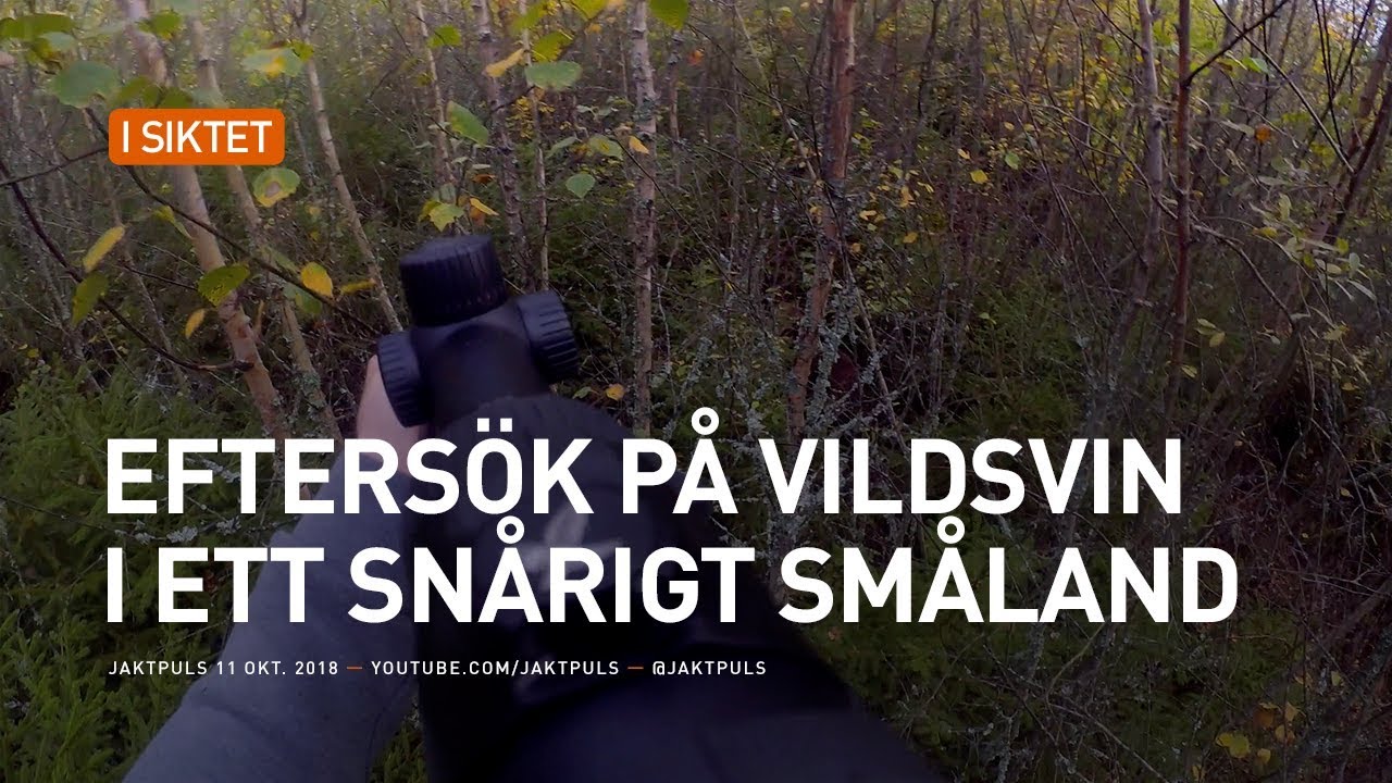Efters&ouml;k p&aring; vildsvin i ett sn&aring;rigt sm&aring;land