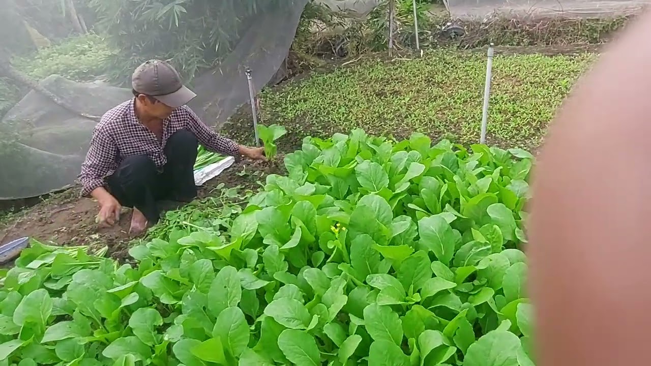 cách chăm sóc rau cải trồng chậu và trồng đất tốt nhất