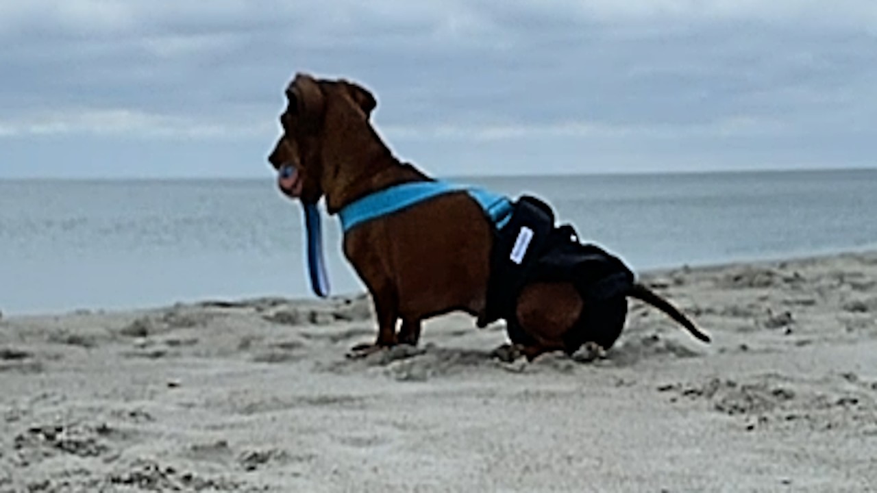 Breeder dog's emotional response to ocean