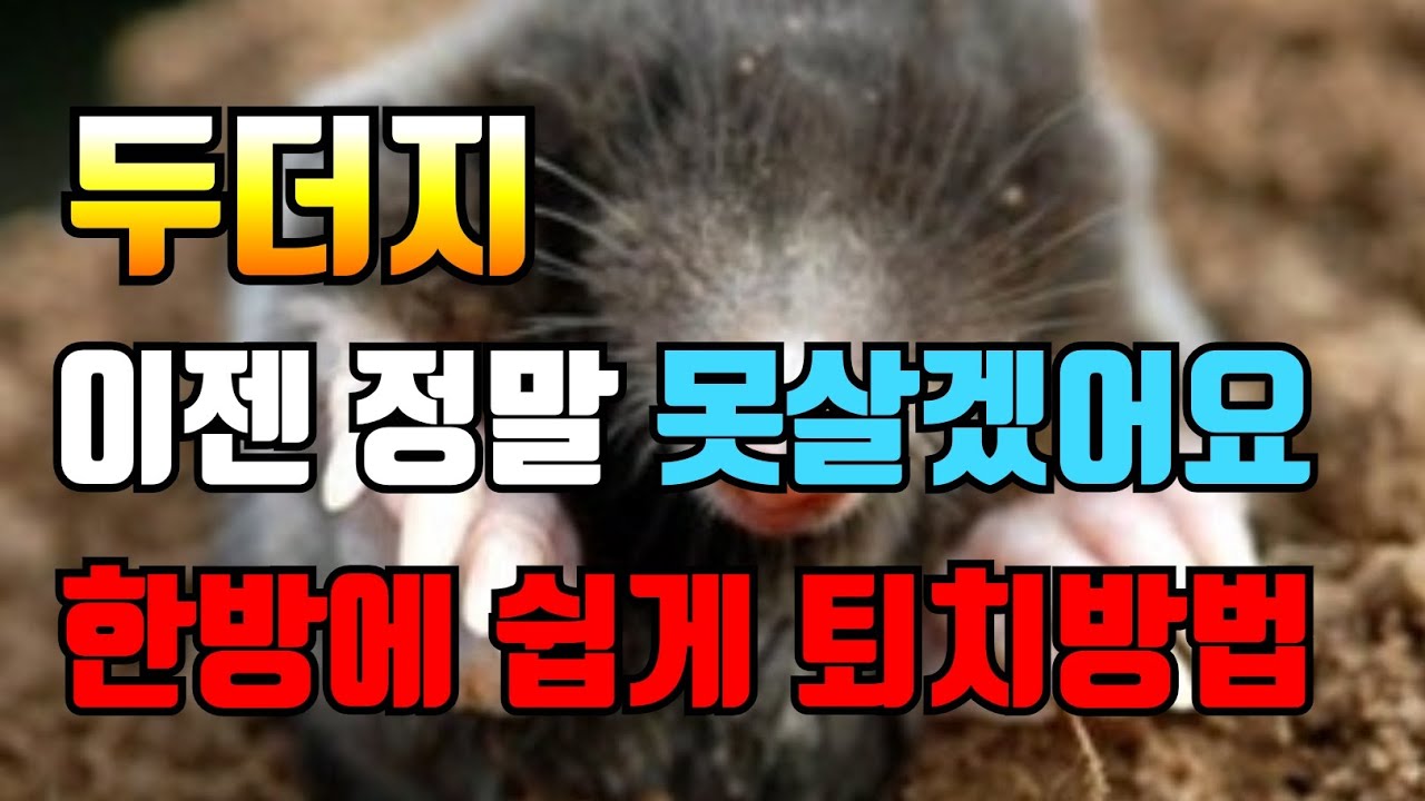 두더지 드뎌 싹다 잡았습니다. 두더지 퇴치방법