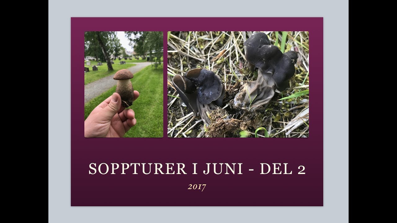 Soppturer Juni Del 2 - 16 Arter