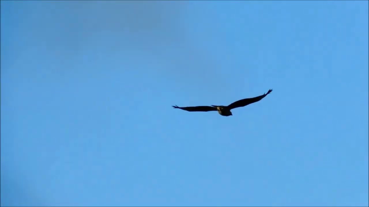 SPIKE ISLAND TO Ferry Tavern walk