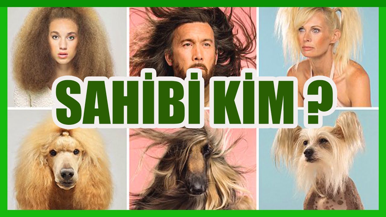 KÖPEKLER KİMİ SAHİP OLARAK GÖRÜR - BİR KÖPEĞİN KAÇ SAHİBİ OLUR